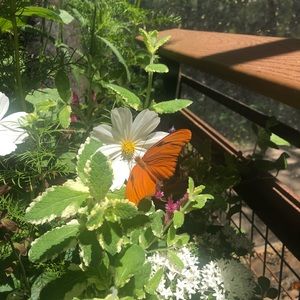 Meet your Posher, Emma